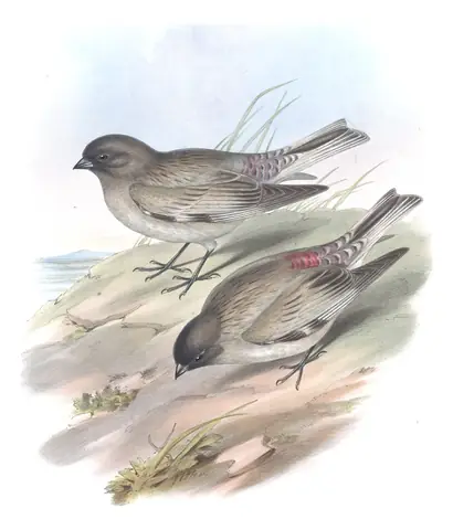 Volume V, plate 3 of Gould's The Birds of Asia: Black-headed Mountain Finch (Leucosticte brandti)