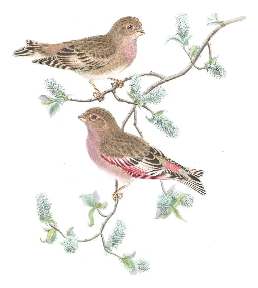 Volume V, plate 30 of Gould's The Birds of Asia: Mongolian Finch (Bucanetes mongolicus)