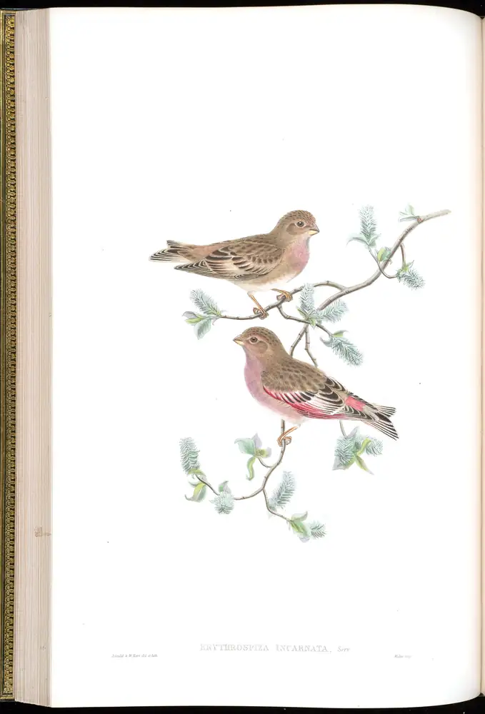 The whole sheet of volume V, plate 30, with its engraved caption