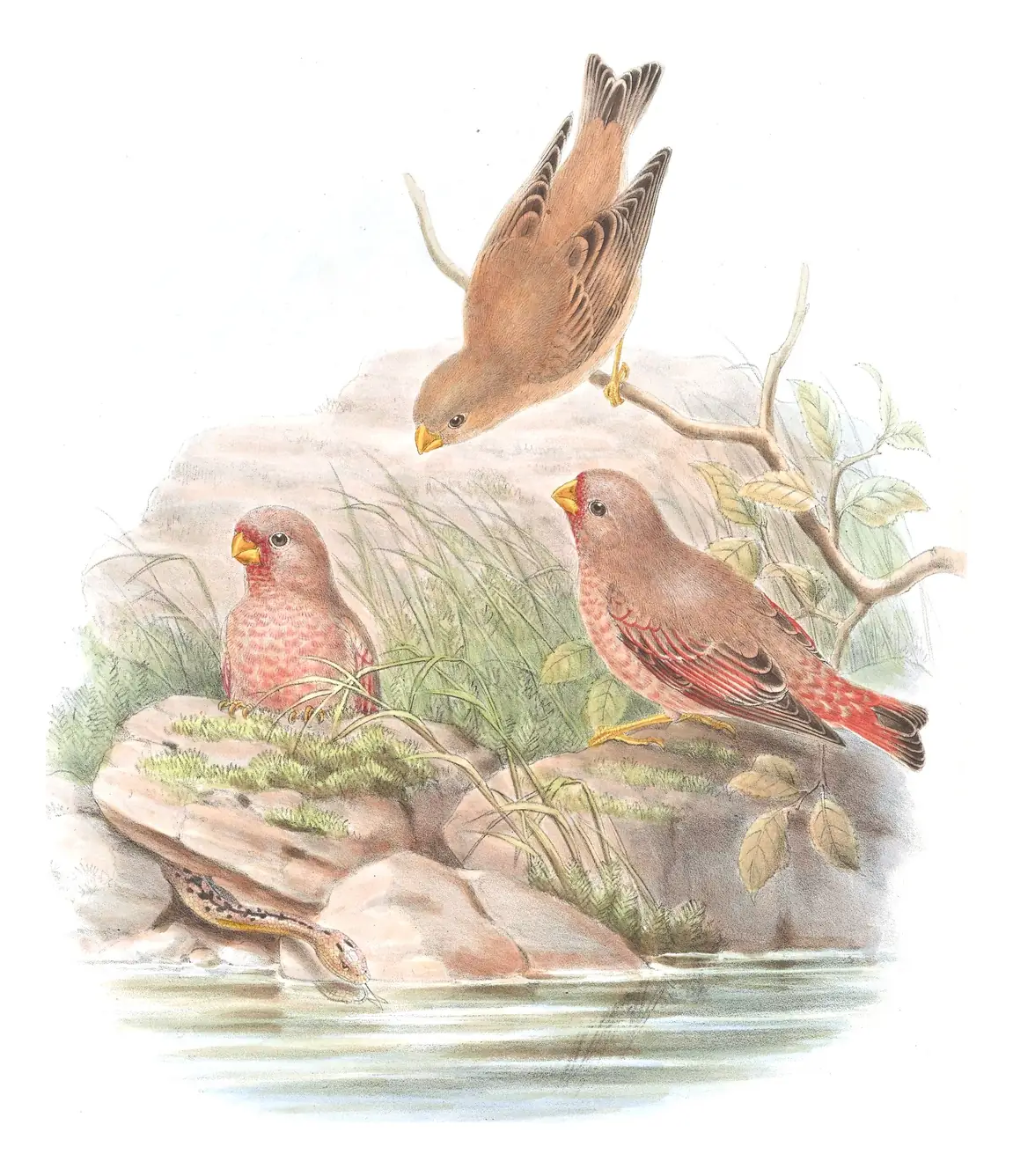 Volume V, plate 31 of Gould's The Birds of Asia: Trumpeter Finch (Bucanetes githagineus)