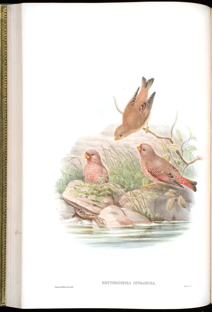 The whole sheet of volume V, plate 31, with its engraved caption