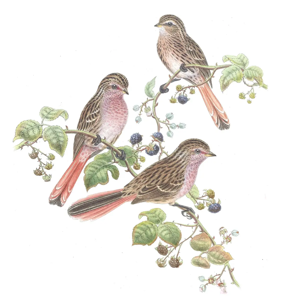 Volume V, plate 32 of Gould's The Birds of Asia: Przevalski's Pinktail (Urocynchramus pylzowi)