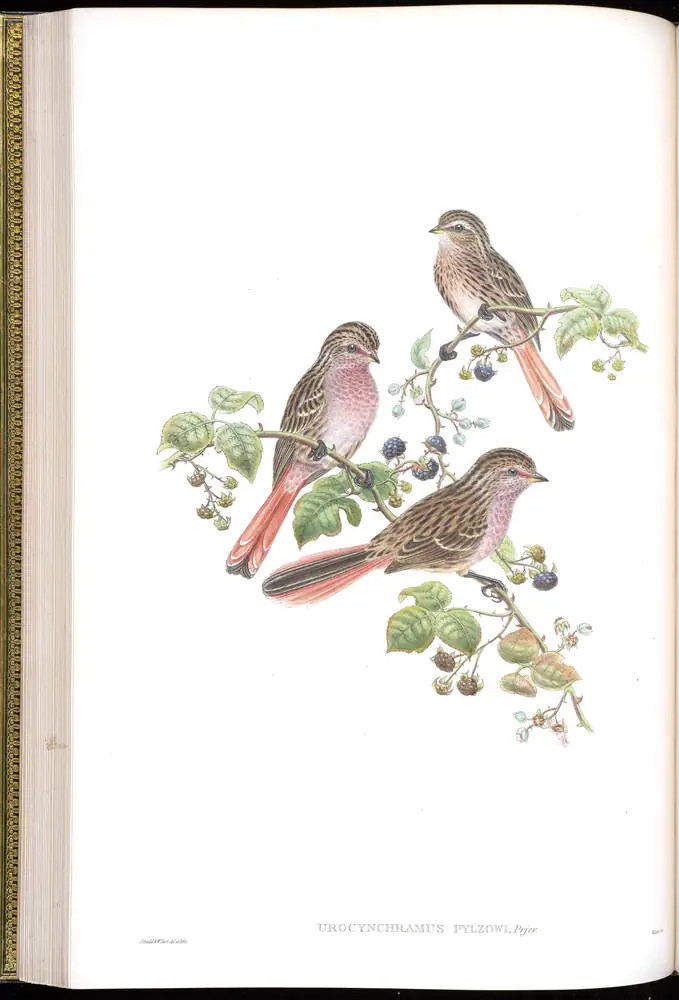 The whole sheet of volume V, plate 32, with its engraved caption