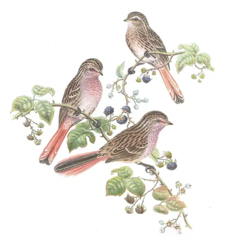 Volume V, plate 32 of Gould's The Birds of Asia: Przevalski's Pinktail (Urocynchramus pylzowi)