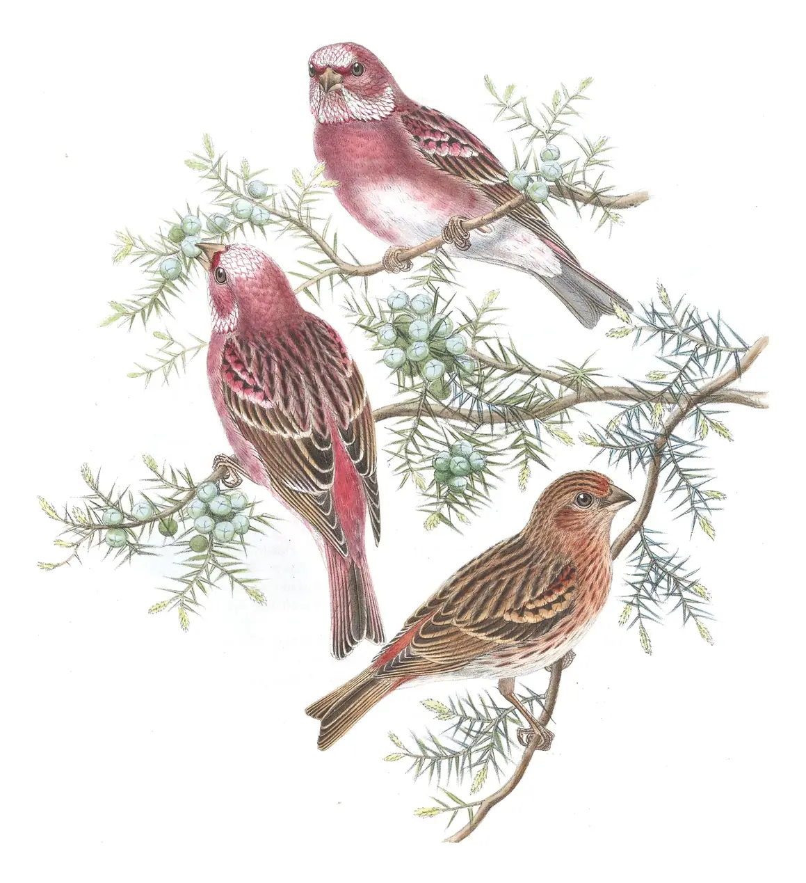 Volume V, plate 33 of Gould's The Birds of Asia: Pallas's Rosefinch (Carpodacus roseus)