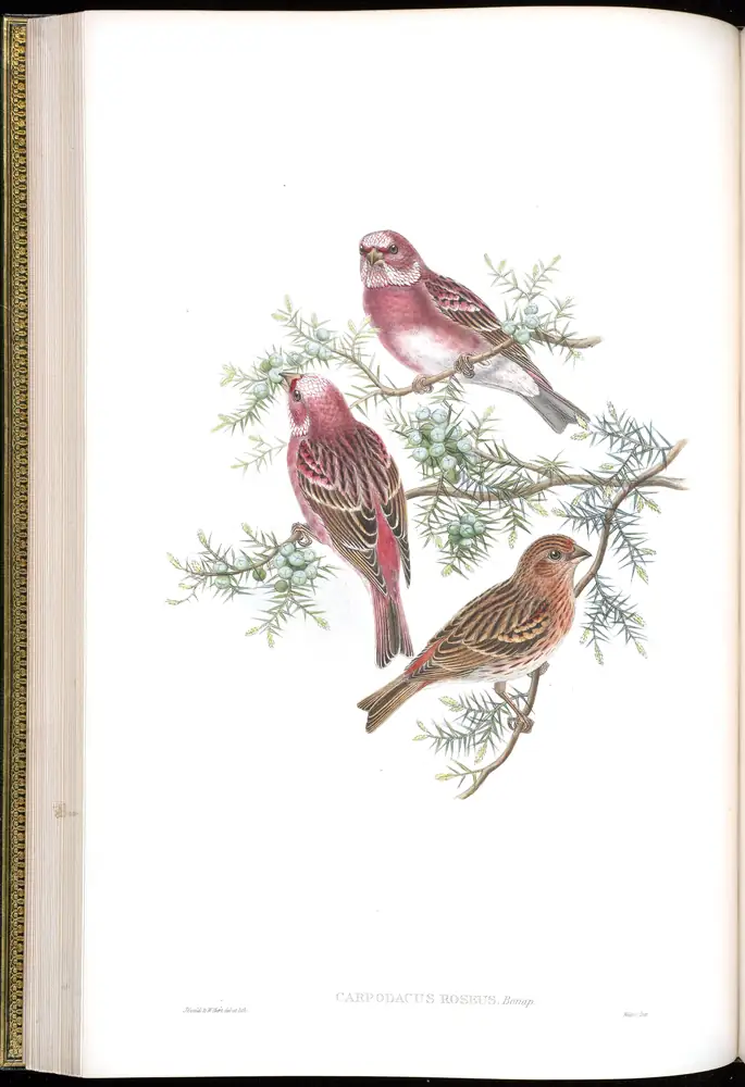 The whole sheet of volume V, plate 33, with its engraved caption