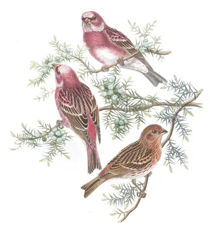 Volume V, plate 33 of Gould's The Birds of Asia: Pallas's Rosefinch (Carpodacus roseus)
