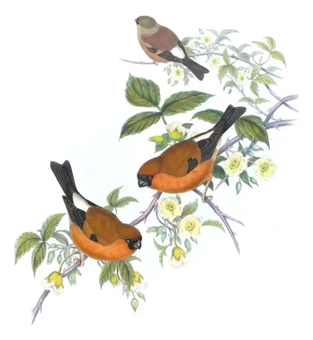 Volume V, plate 34 of Gould's The Birds of Asia: Orange Bullfinch (Pyrrhula aurantiaca)