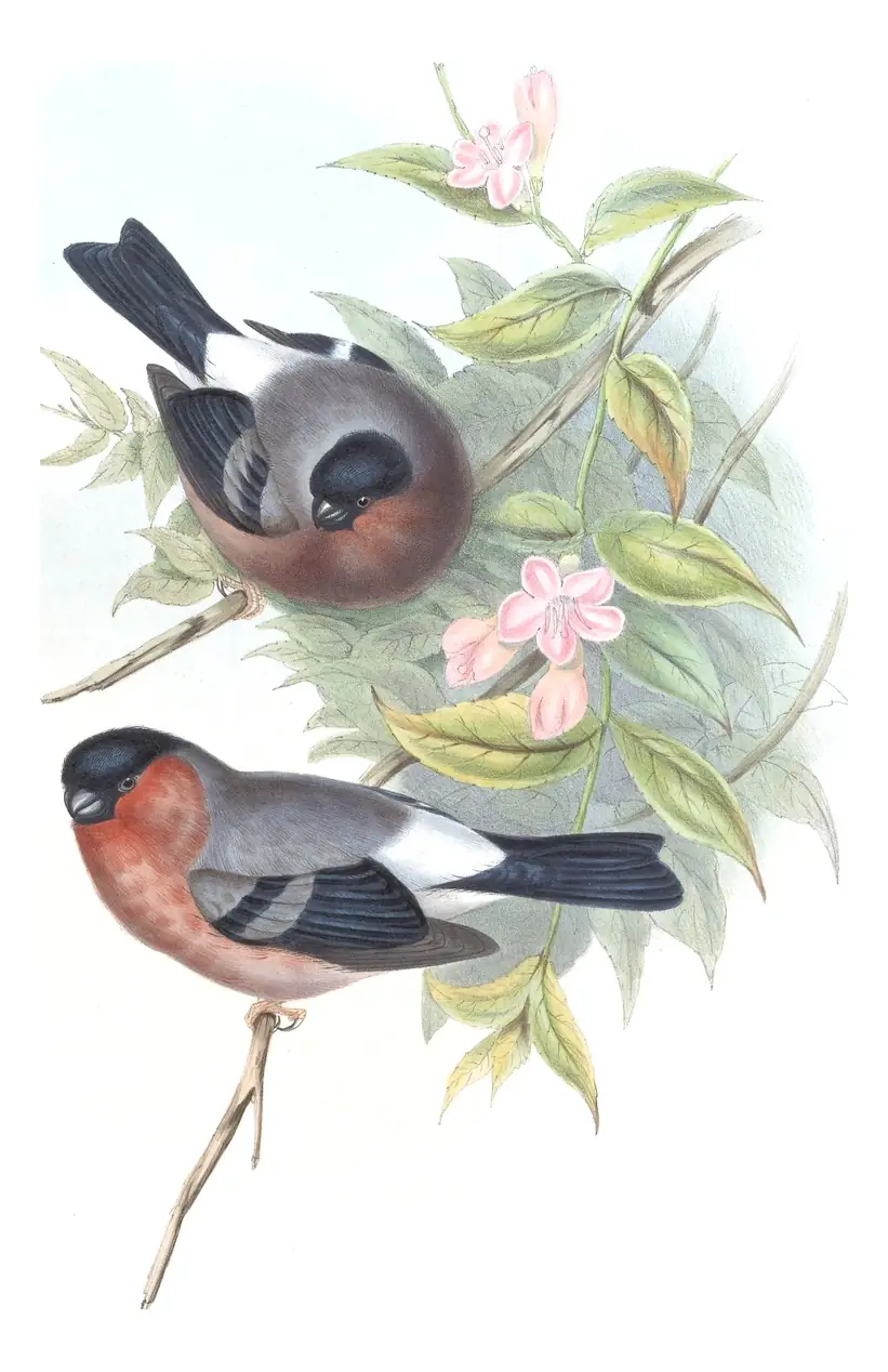 Volume V, plate 35 of Gould's The Birds of Asia: Eurasian Bullfinch (Pyrrhula pyrrhula)