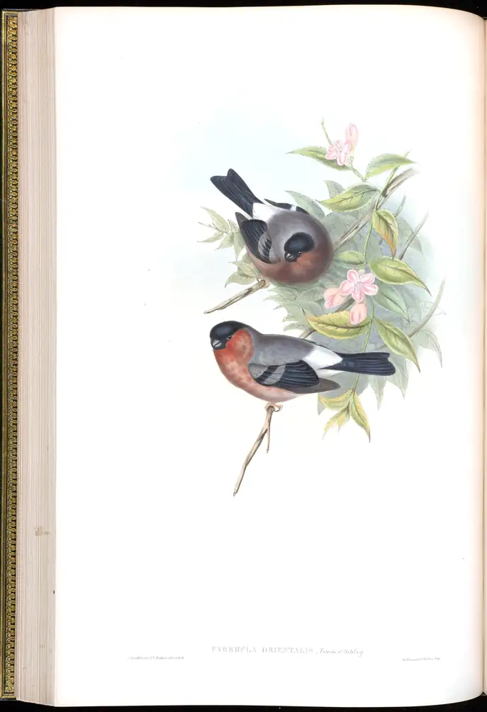 The whole sheet of volume V, plate 35, with its engraved caption