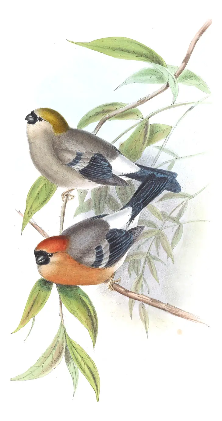 Volume V, plate 36 of Gould's The Birds of Asia: Red-headed Bullfinch (Pyrrhula erythrocephala)