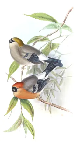 Volume V, plate 36 of Gould's The Birds of Asia: Red-headed Bullfinch (Pyrrhula erythrocephala)