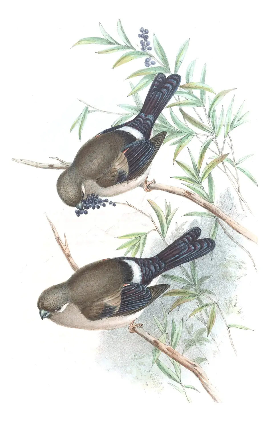 Volume V, plate 37 of Gould's The Birds of Asia: Brown Bullfinch (Pyrrhula nipalensis)