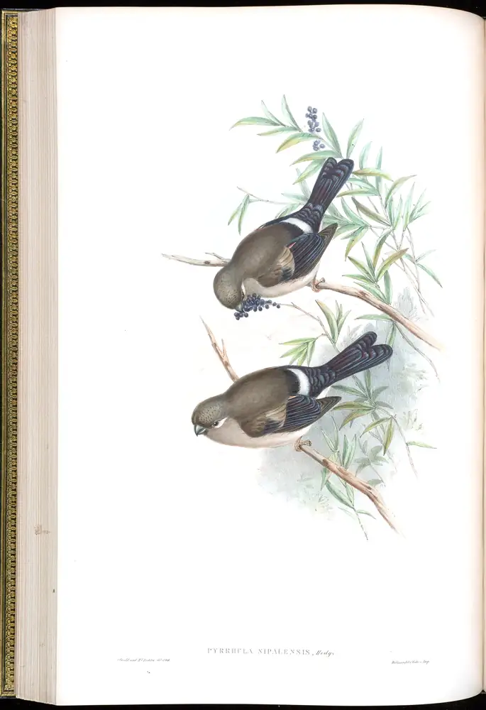 The whole sheet of volume V, plate 37, with its engraved caption