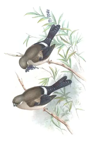 Volume V, plate 37 of Gould's The Birds of Asia: Brown Bullfinch (Pyrrhula nipalensis)