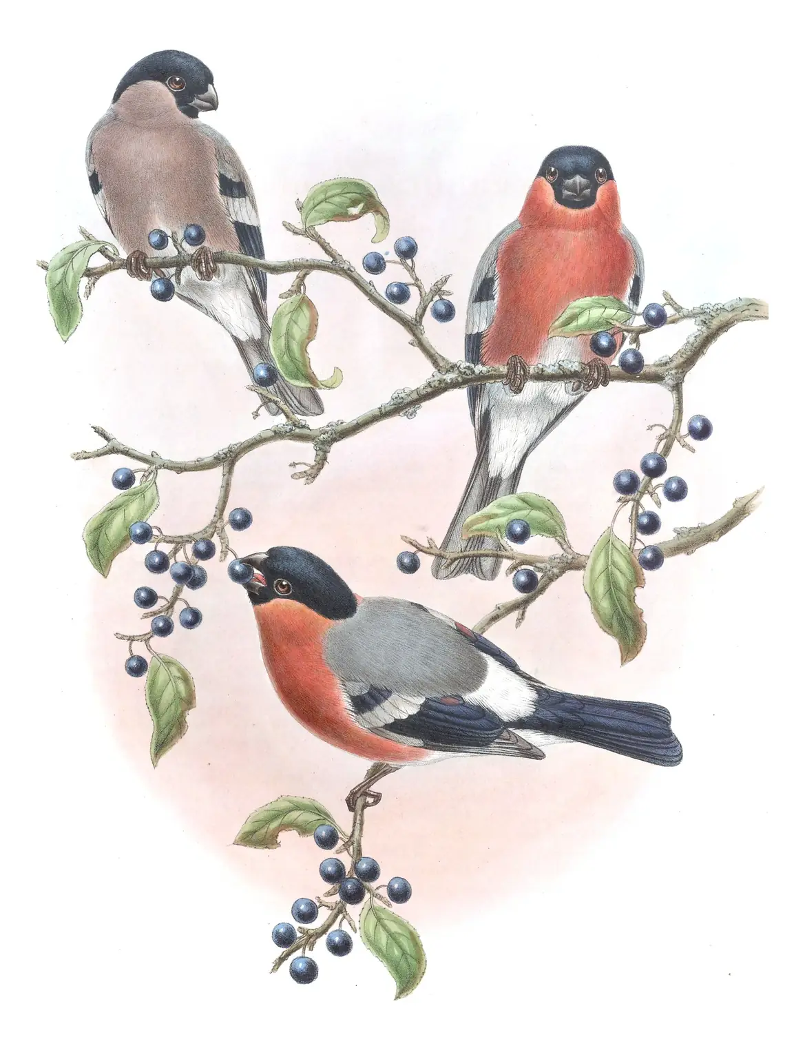 Volume V, plate 38 of Gould's The Birds of Asia: Eurasian Bullfinch (Pyrrhula pyrrhula)