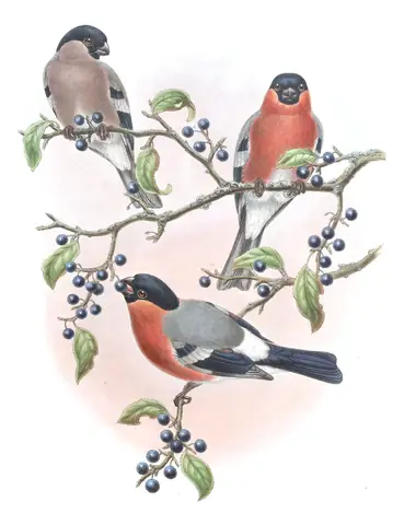 Volume V, plate 38 of Gould's The Birds of Asia: Eurasian Bullfinch (Pyrrhula pyrrhula)