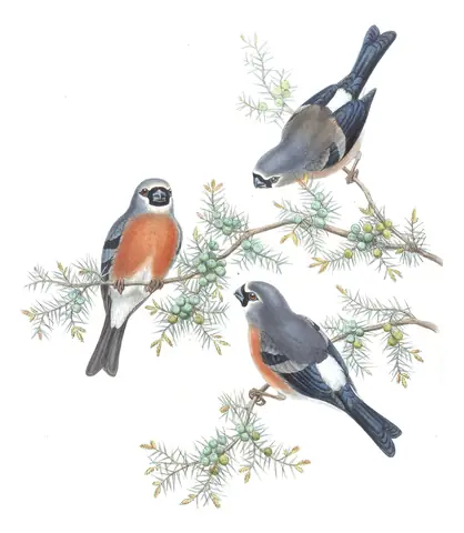 Volume V, plate 39 of Gould's The Birds of Asia: Gray-headed Bullfinch (Pyrrhula erythaca)