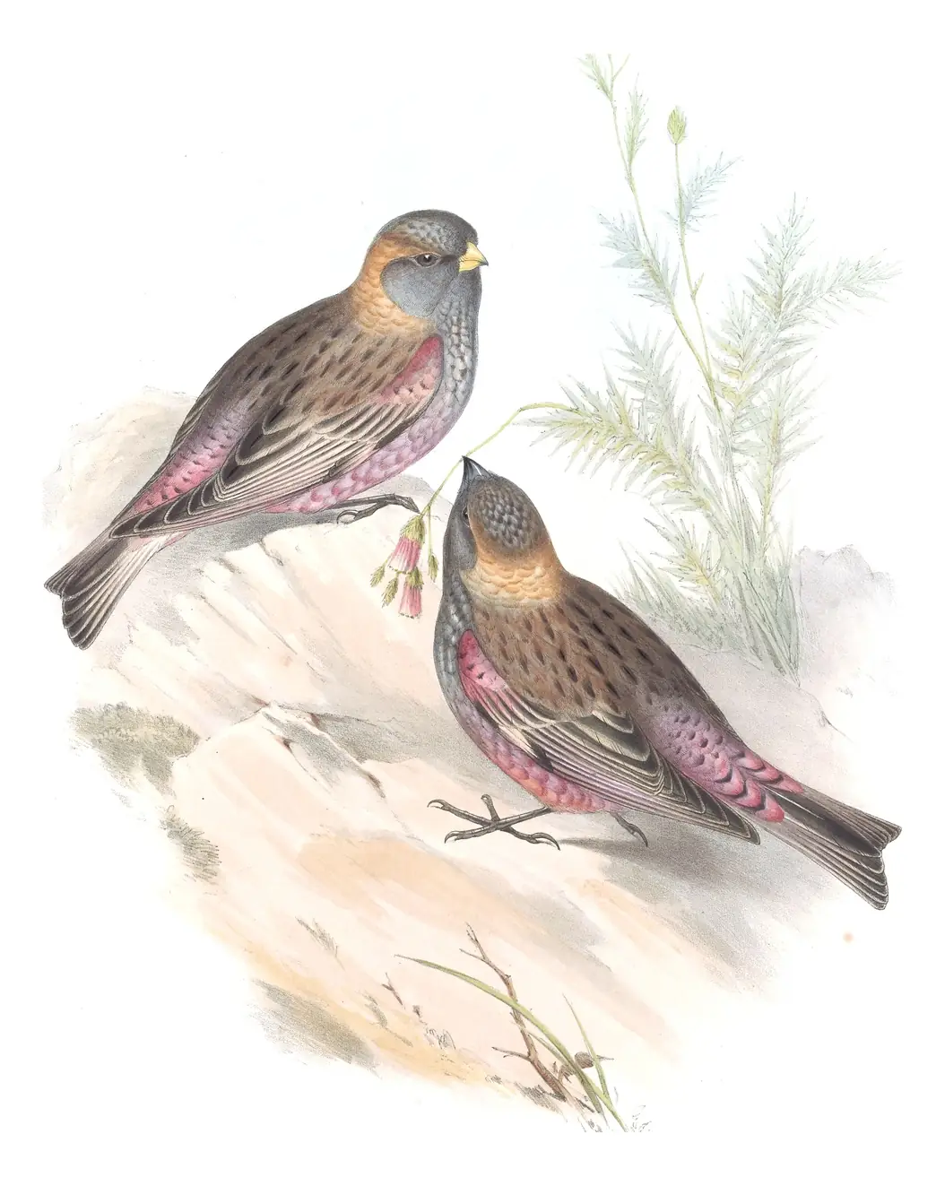 Volume V, plate 4 of Gould's The Birds of Asia: Asian Rosy-Finch (Leucosticte arctoa)