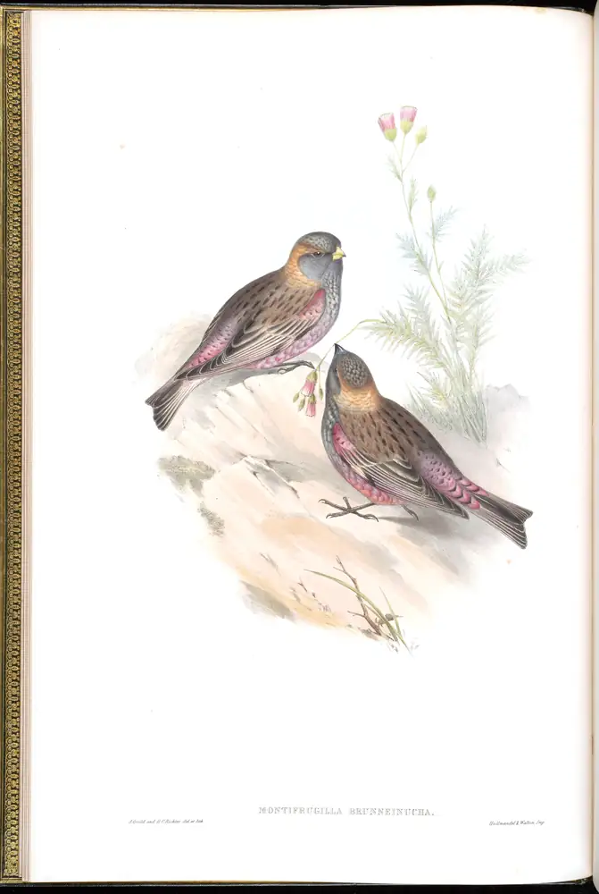 The whole sheet of volume V, plate 4, with its engraved caption