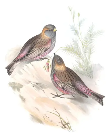 Volume V, plate 4 of Gould's The Birds of Asia: Asian Rosy-Finch (Leucosticte arctoa)