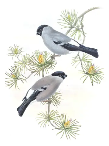 Volume V, plate 40 of Gould's The Birds of Asia: Eurasian Bullfinch (Pyrrhula pyrrhula)