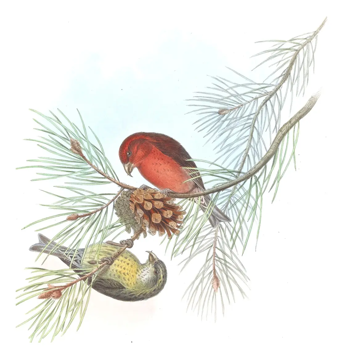 Volume V, plate 41 of Gould's The Birds of Asia: Red Crossbill (Loxia curvirostra)