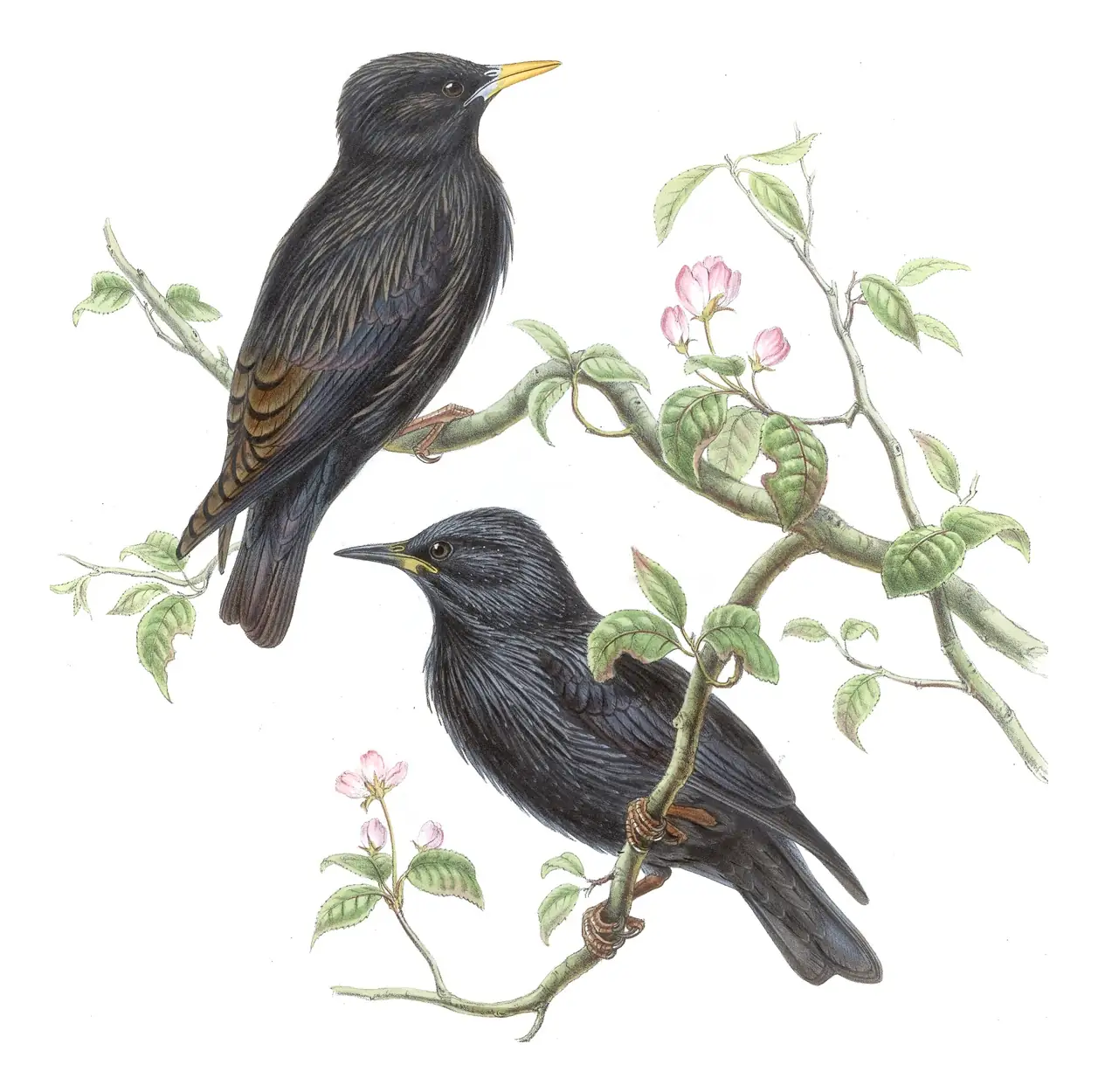 Volume V, plate 42 of Gould's The Birds of Asia: Spotless Starling (Sturnus unicolor)