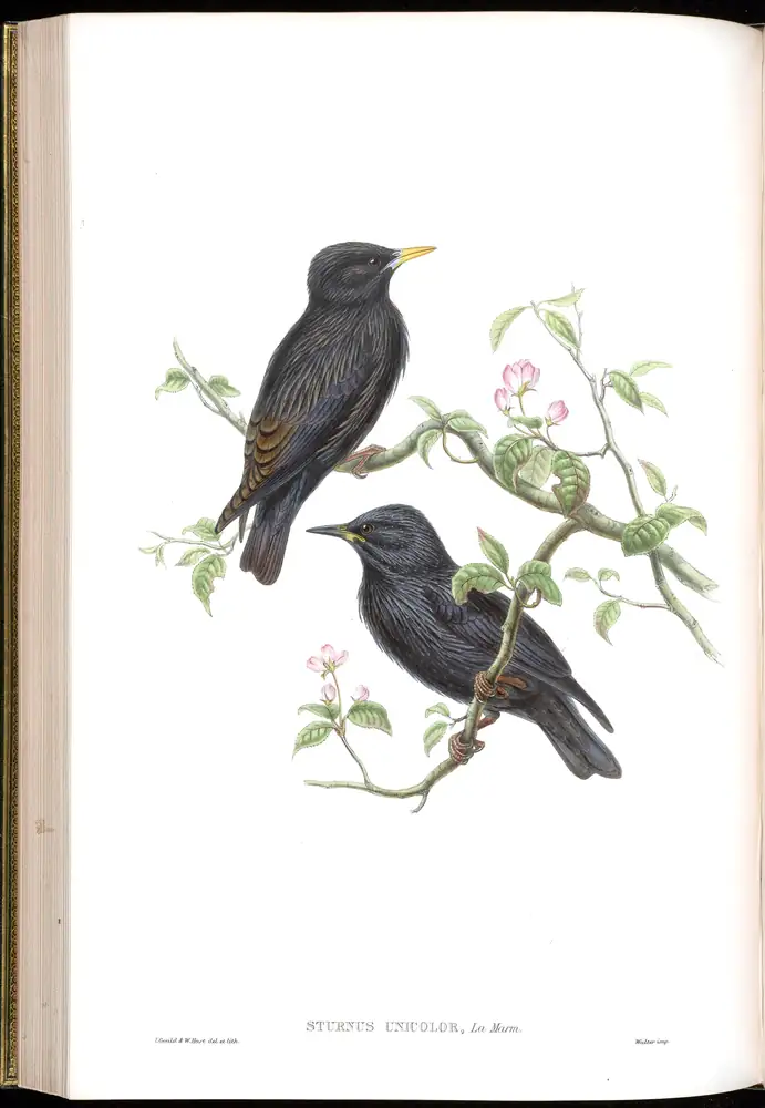 The whole sheet of volume V, plate 42, with its engraved caption