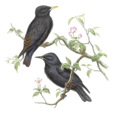 Volume V, plate 42 of Gould's The Birds of Asia: Spotless Starling (Sturnus unicolor)
