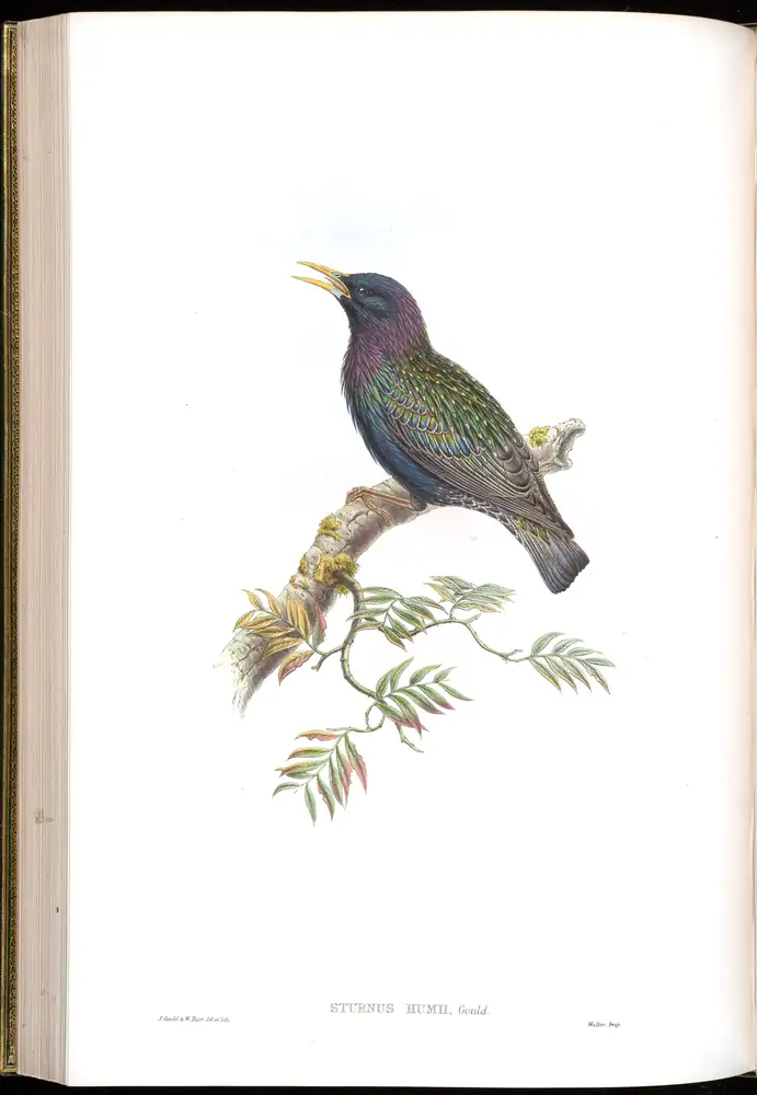 The whole sheet of volume V, plate 43, with its engraved caption