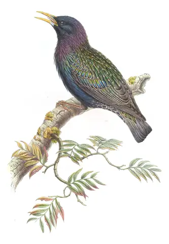 Volume V, plate 43 of Gould's The Birds of Asia: European Starling (Sturnus vulgaris)