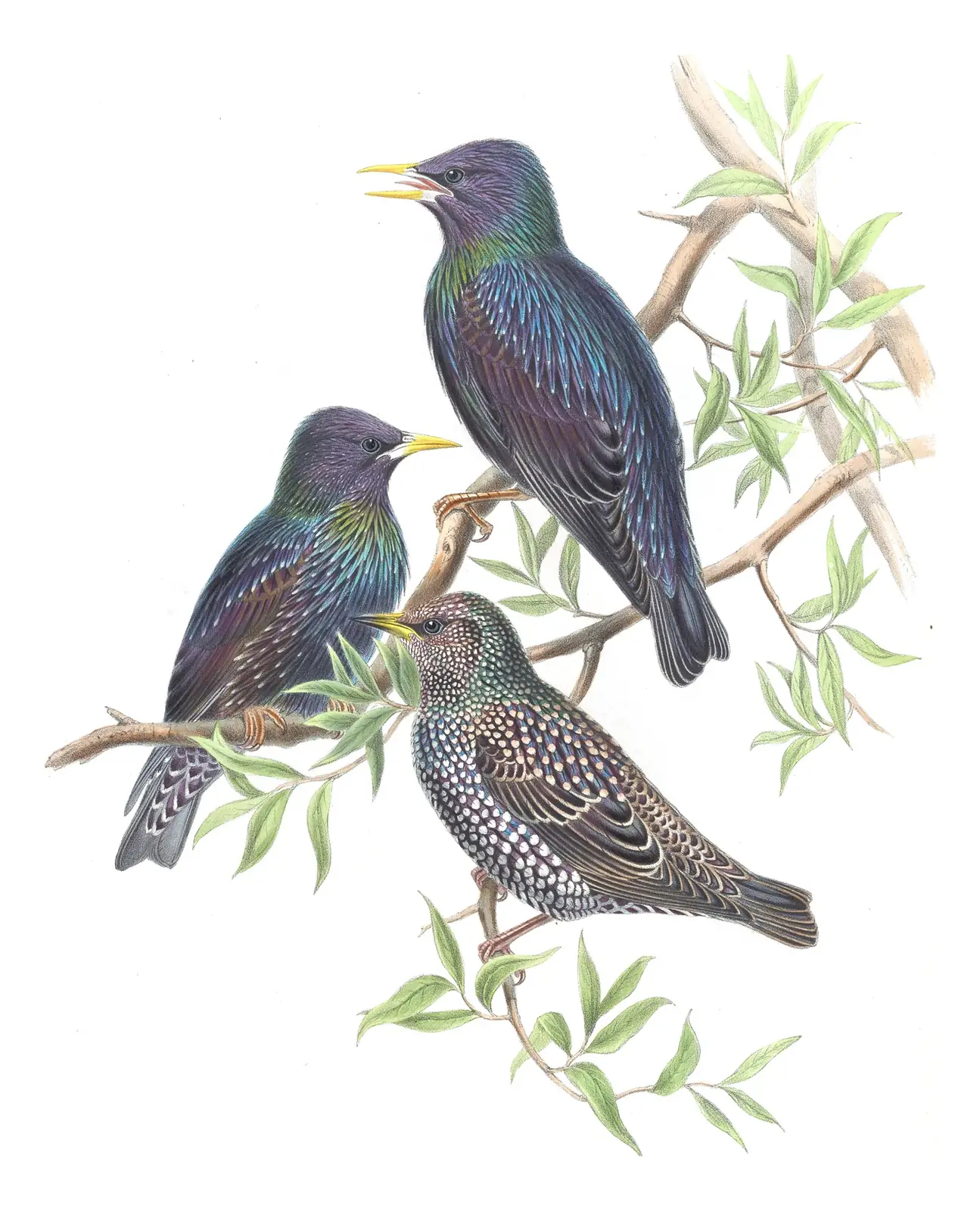 Volume V, plate 44 of Gould's The Birds of Asia: European Starling (Sturnus vulgaris)