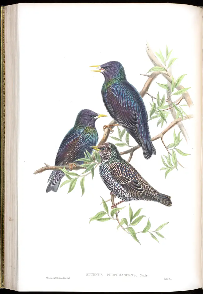 The whole sheet of volume V, plate 44, with its engraved caption
