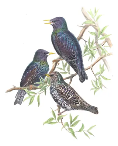 Volume V, plate 44 of Gould's The Birds of Asia: European Starling (Sturnus vulgaris)