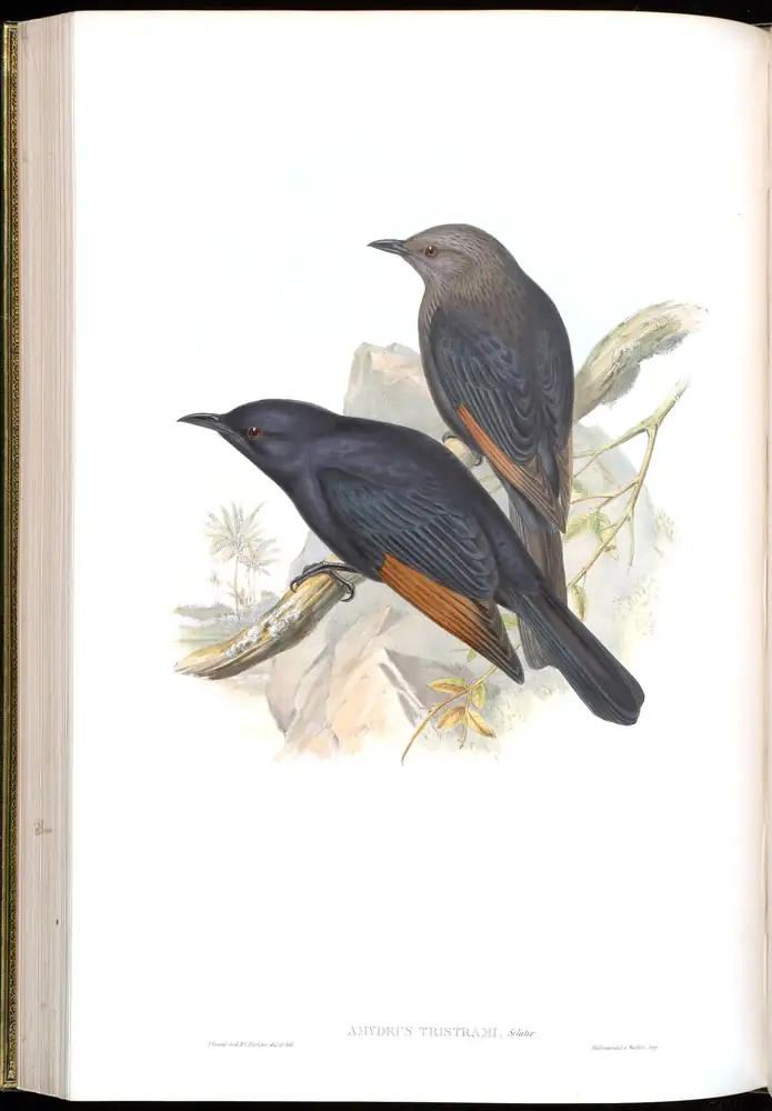 The whole sheet of volume V, plate 45, with its engraved caption