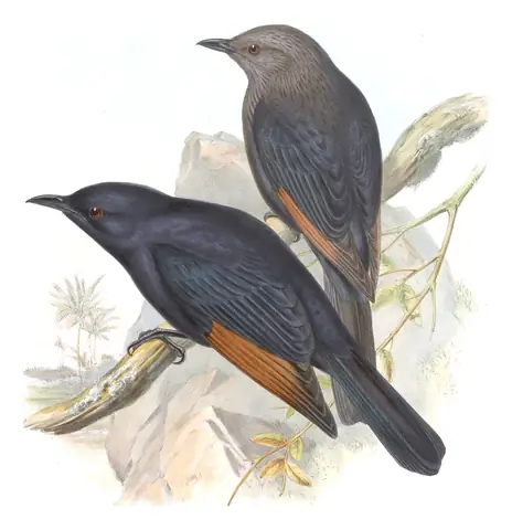 Volume V, plate 45 of Gould's The Birds of Asia: Tristram's Starling (Onychognathus tristramii)