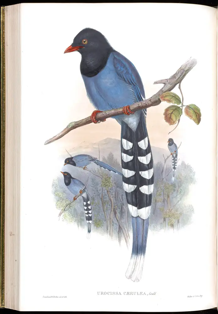 The whole sheet of volume V, plate 46, with its engraved caption