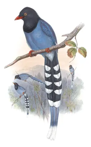 Volume V, plate 46 of Gould's The Birds of Asia: Taiwan Blue-Magpie (Urocissa caerulea)
