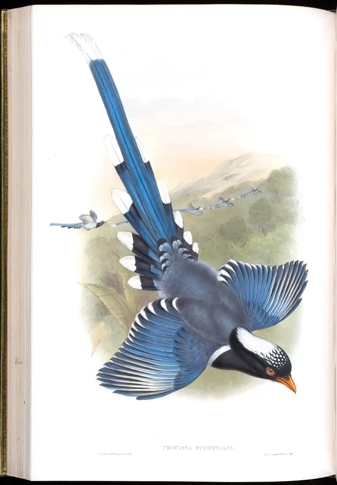 The whole sheet of volume V, plate 47, with its engraved caption