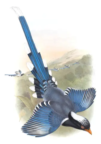 Volume V, plate 47 of Gould's The Birds of Asia: Red-billed Blue-Magpie (Urocissa erythroryncha)