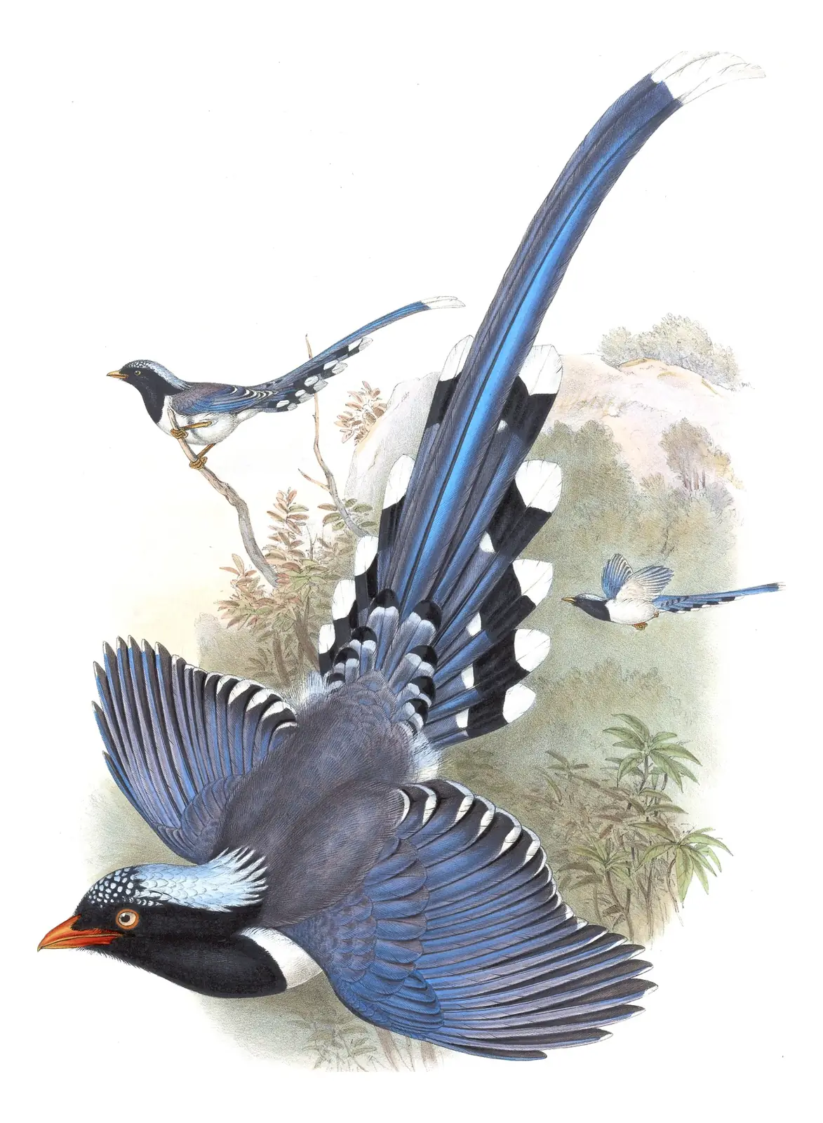 Volume V, plate 48 of Gould's The Birds of Asia: Red-billed Blue-Magpie (Urocissa erythroryncha)