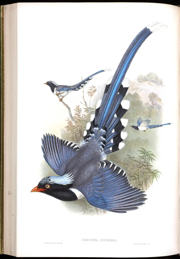 The whole sheet of volume V, plate 48, with its engraved caption