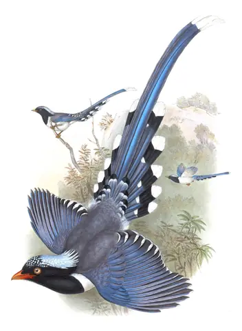 Volume V, plate 48 of Gould's The Birds of Asia: Red-billed Blue-Magpie (Urocissa erythroryncha)