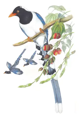 Volume V, plate 49 of Gould's The Birds of Asia: Red-billed Blue-Magpie (Urocissa erythroryncha)