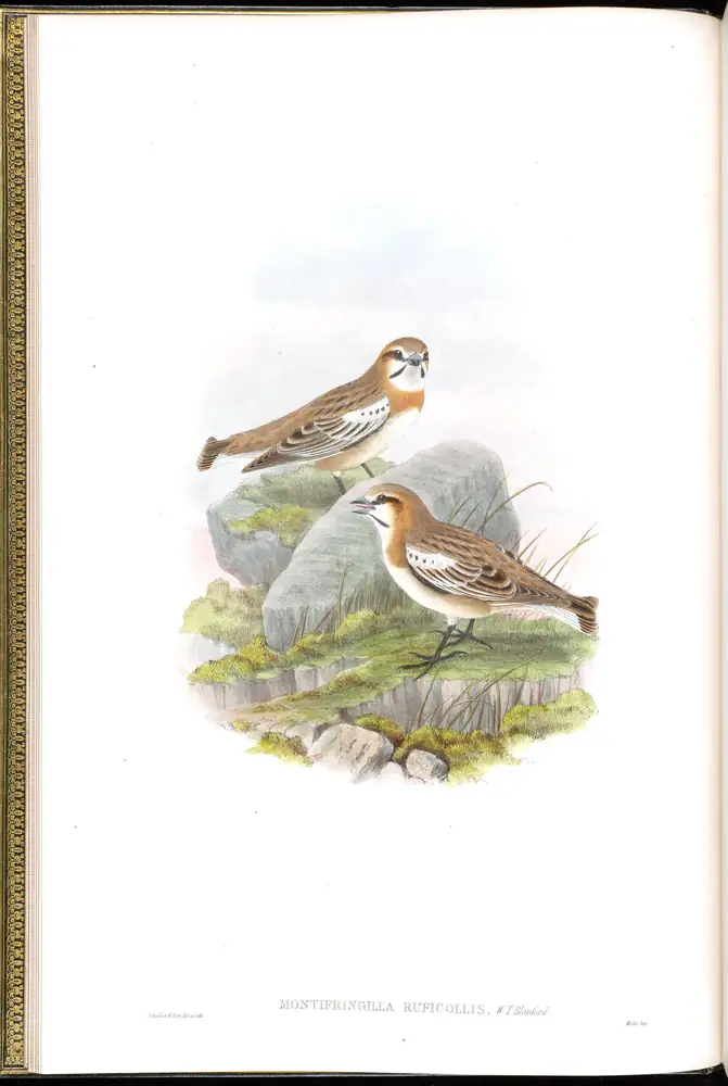 The whole sheet of volume V, plate 5, with its engraved caption