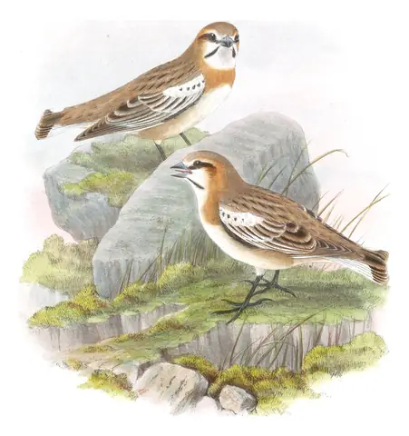 Volume V, plate 5 of Gould's The Birds of Asia: Rufous-necked Snowfinch (Pyrgilauda ruficollis)