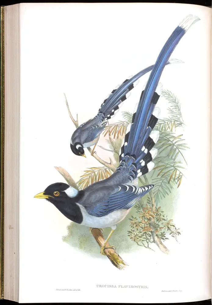 The whole sheet of volume V, plate 50, with its engraved caption