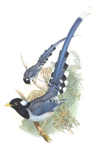 Volume V, plate 50 of Gould's The Birds of Asia: Yellow-billed Blue-Magpie (Urocissa flavirostris)