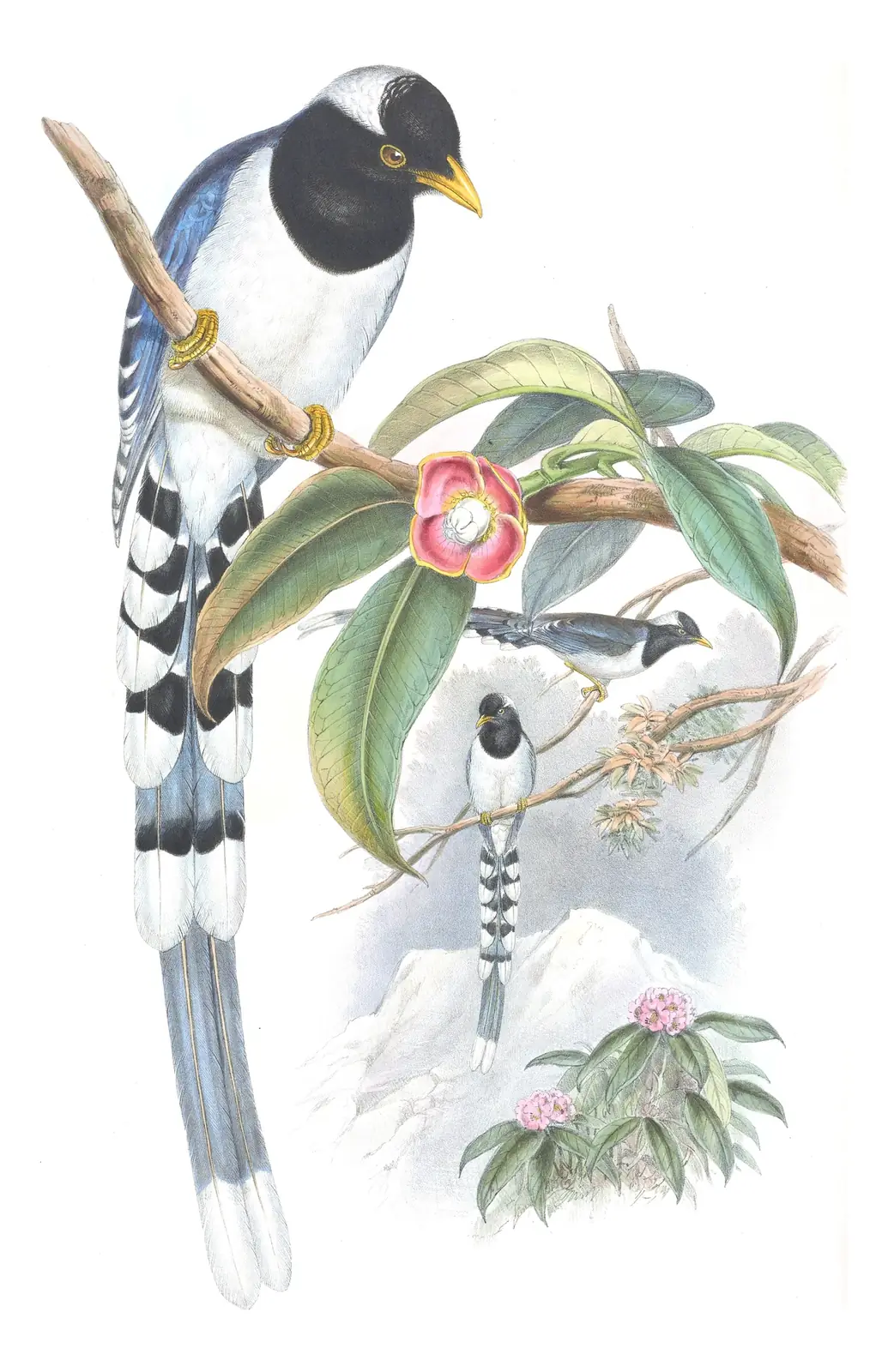 Volume V, plate 51 of Gould's The Birds of Asia: Yellow-billed Blue-Magpie (Urocissa flavirostris)